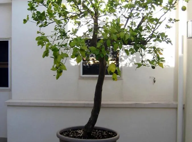 Daca Сasa de vacaciones